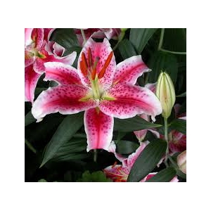 Lilium Oriental Pink 3/5 buds