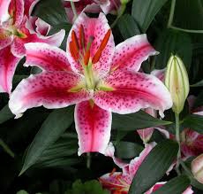 Lilium Oriental pink 2 buds
