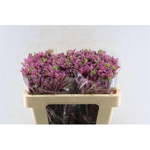 Anigozanthos Mini Pearl Pink