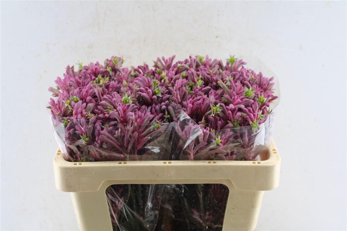 <h4>Anigozanthos Mini Pearl Pink</h4>