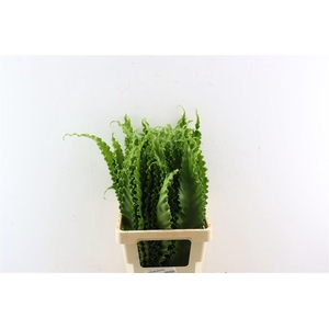 Asplenium Osaka Naniwa 70cm
