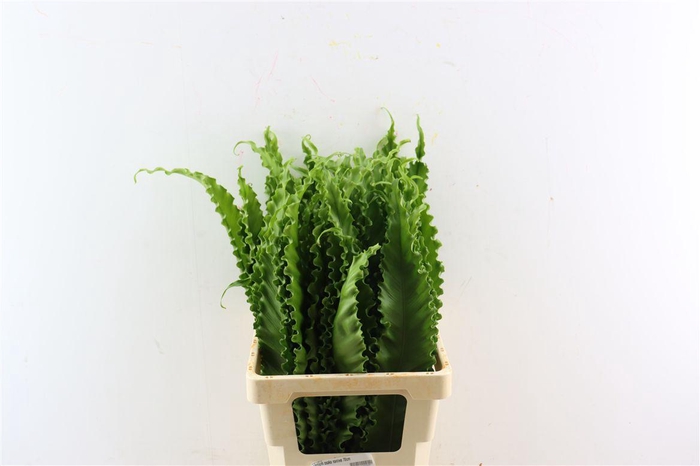 Asplenium Osaka Naniwa 70cm