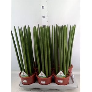 Sansevieria cyl.  ...