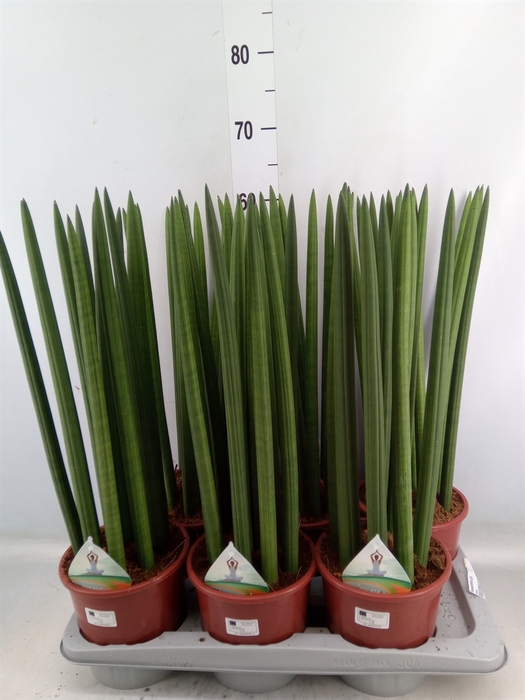 <h4>Sansevieria cyl.  ...</h4>