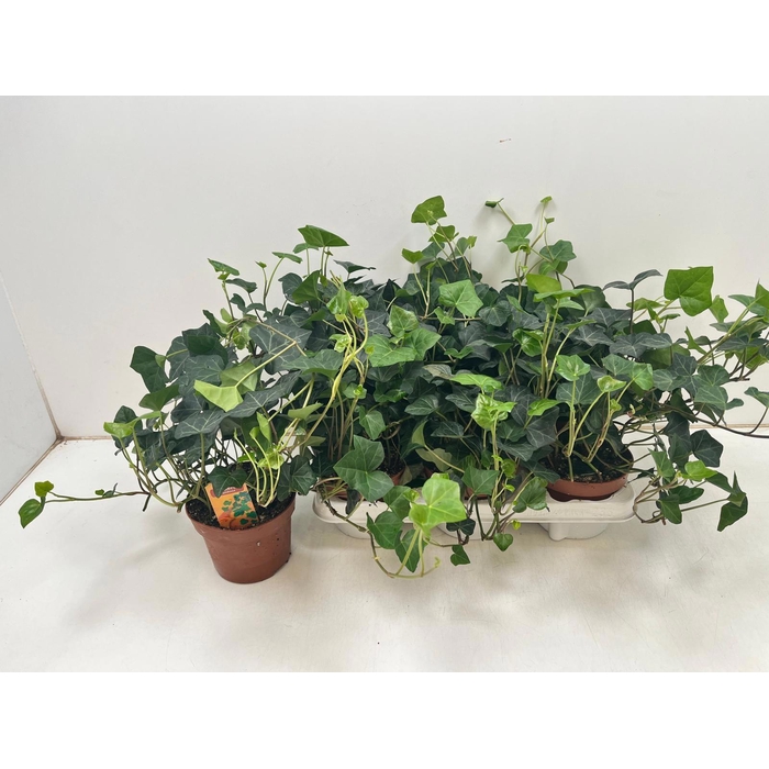 <h4>HEDE HIBERNICA</h4>