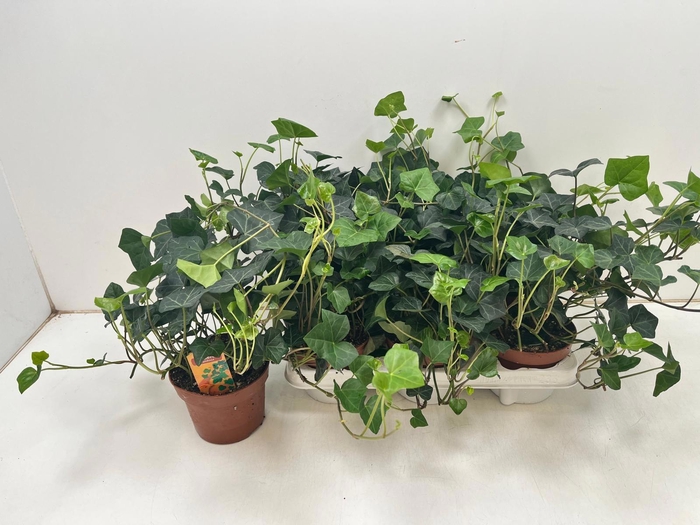 <h4>HEDE HIBERNICA</h4>