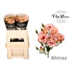 R TR SHIRAZ!