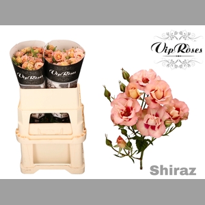 R TR SHIRAZ!