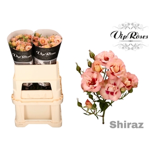 R Tr Shiraz!