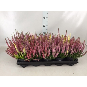 Calluna vulg. 'Beauty L'  ..mix 3/p
