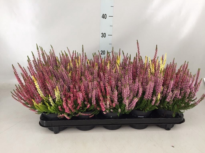 <h4>Calluna vulg. 'Beauty L'  ..mix 3/p</h4>