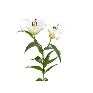 LIRIO SARONNO 090 CM HT 3/5 FLS BRANCO