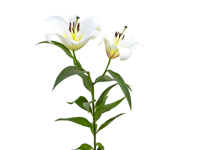<h4>LIRIO SARONNO 090 CM HT 3/5 FLS BRANCO</h4>