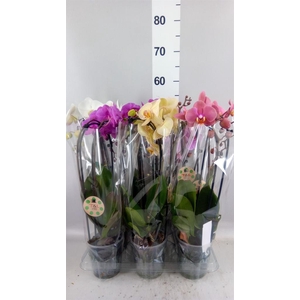 Phalaenopsis  'Elegant Cascade'