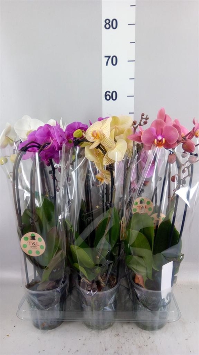 <h4>Phalaenopsis  'Elegant Cascade'</h4>