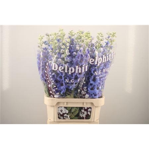 Delph El Dewi Light Blue Smile