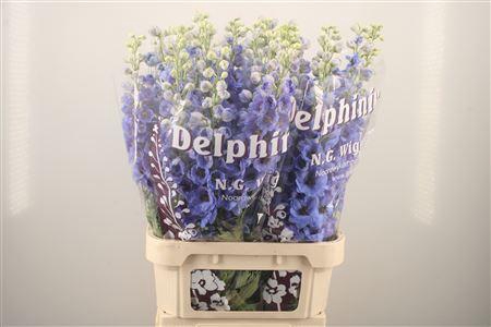 <h4>Delph El Dewi Light Blue Smile</h4>