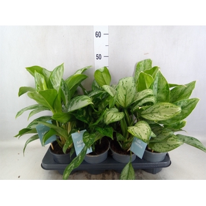 Aglaonema   ...mix