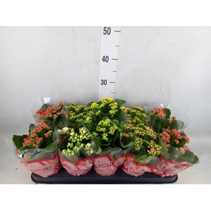 Kalanchoe blos.   ..rosebud mix  5