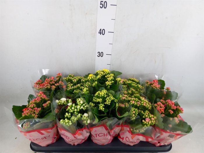 <h4>Kalanchoe blos.   ..rosebud mix  5</h4>