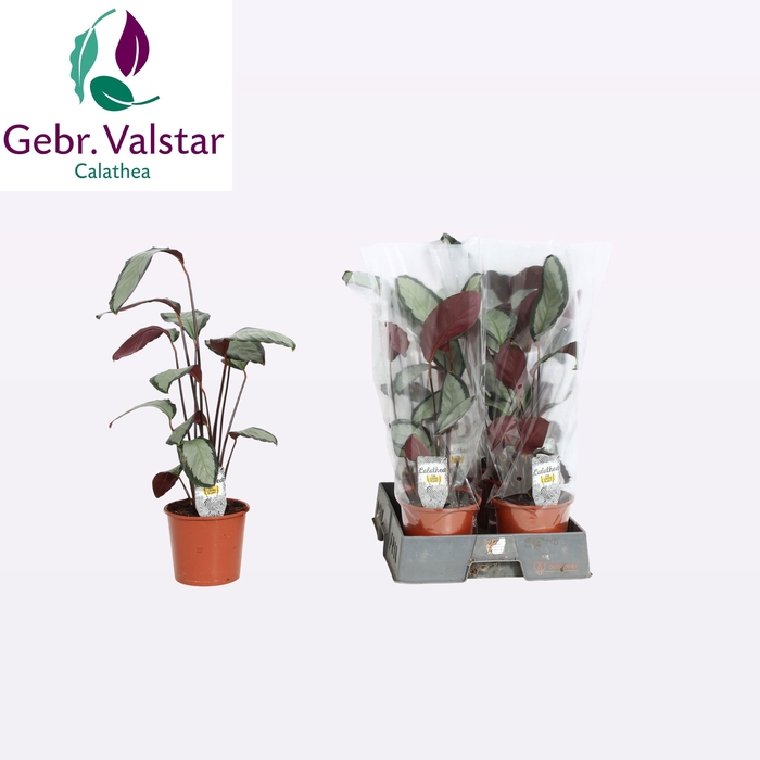 <h4>CALAT PICT ARGENTEA</h4>