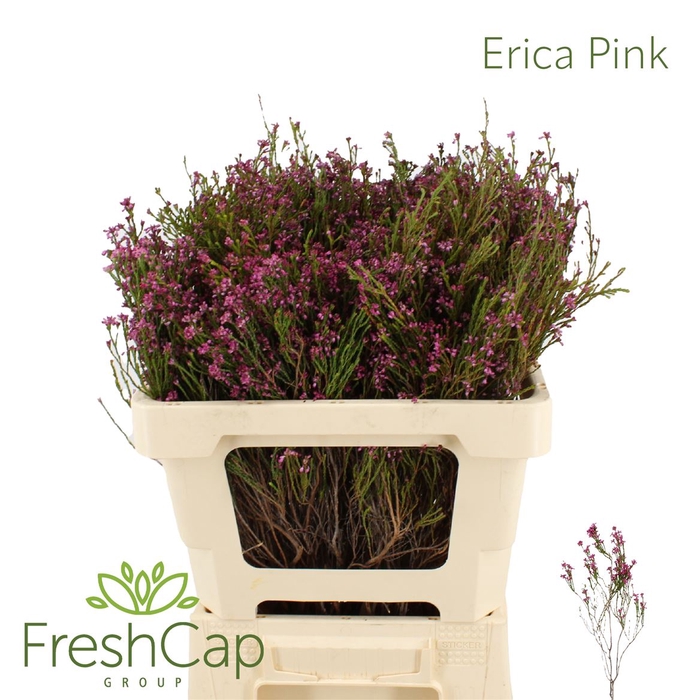 <h4>Erica Pink</h4>