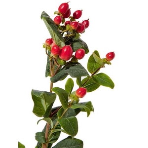 HYPERICUM 080 CM VERMELHO