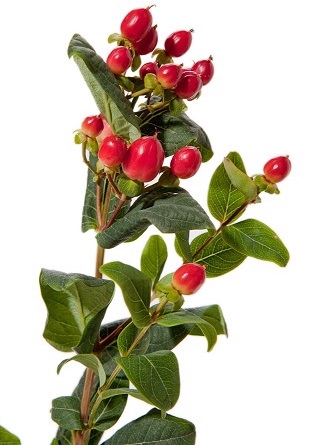 <h4>HYPERICUM 050 CM VERMELHO</h4>
