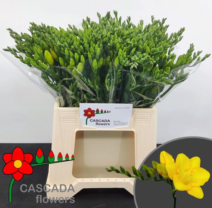 <h4>Freesia enk Valerie</h4>