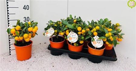 <h4>CITR MICROCARPA</h4>