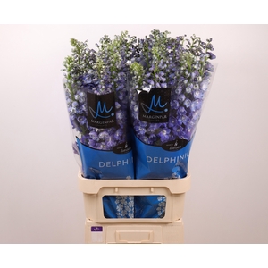 DELPH DU GUARD BLUE