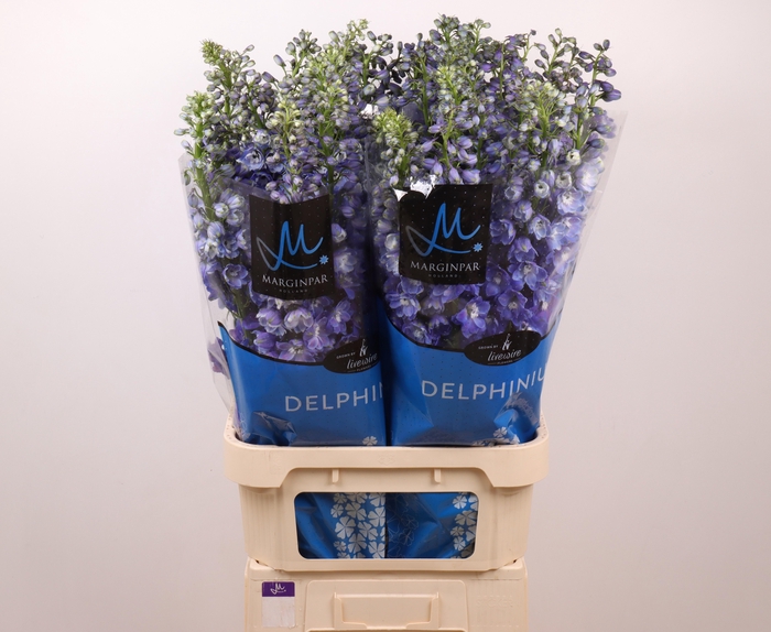 <h4>DELPH DU GUARD BLUE</h4>