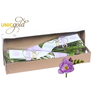 UG Barendse - Allure box