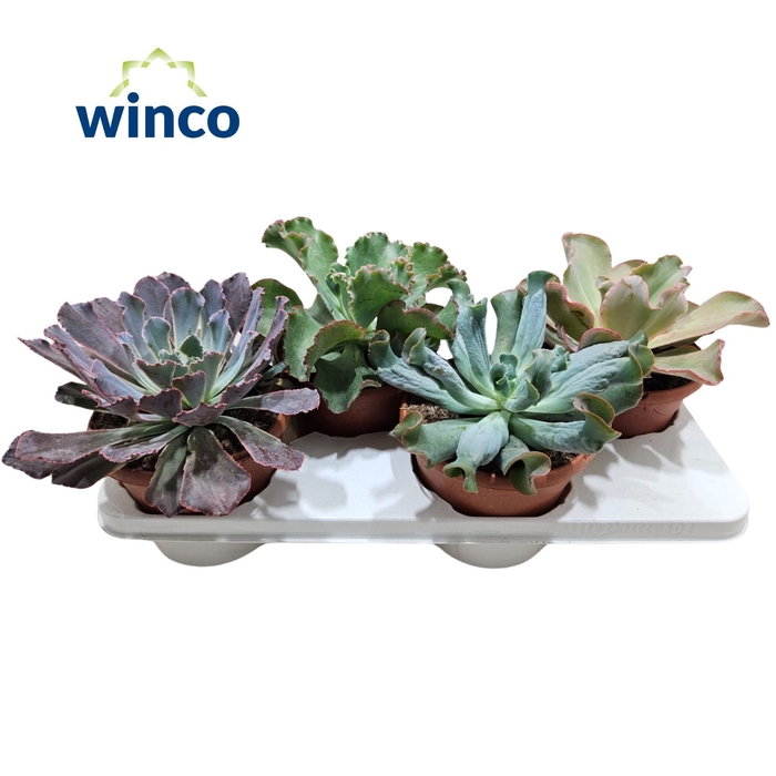 <h4>Echeveria Hybrid Summer Mix</h4>