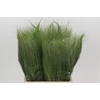 Panicum Fountain