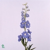 Delphinium Centurion Skyblue