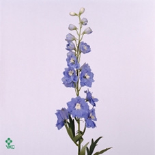 Delphinium Centurion Skyblue