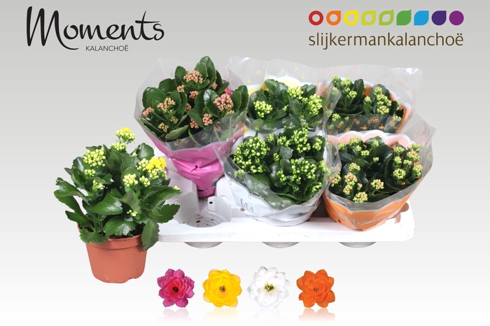 <h4>KAL GE GEM 4 KL</h4>