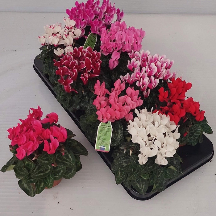 <h4>CYCL KL OVERIG</h4>