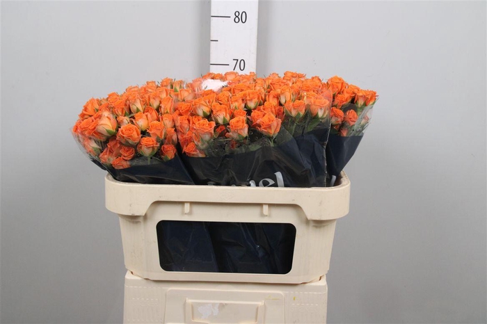 <h4>R Tr Picanto</h4>