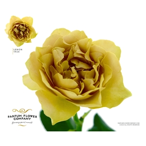 Rosa Garden Lenon 1924