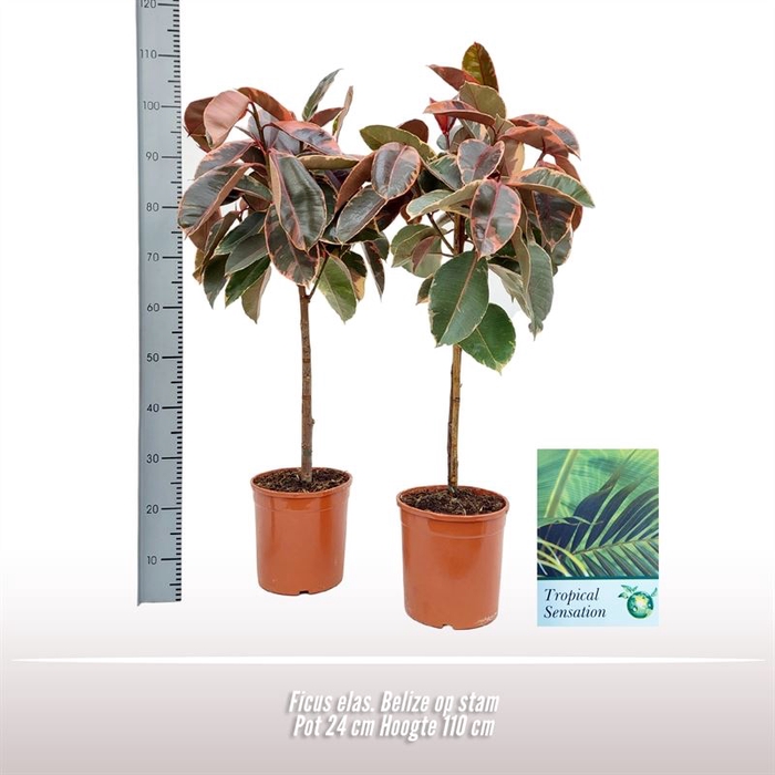 <h4>Ficus Belize</h4>