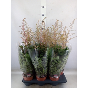 Astilbe   ...