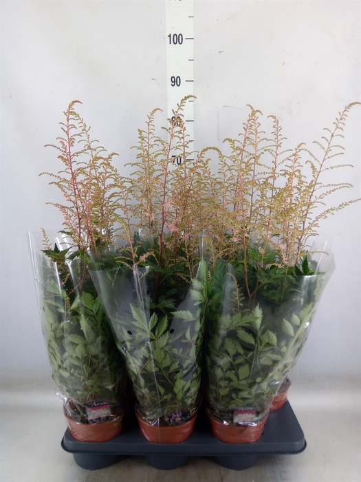 <h4>Astilbe   ...</h4>