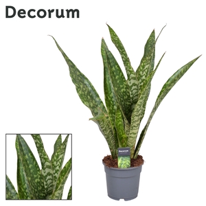 Sansevieria Aubrytniana Dragon (Decorum)