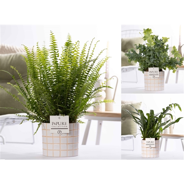 <h4>Varens gemengd in P&PURE Pure Tirza ceramics</h4>