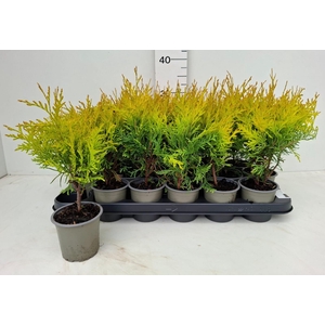 THUJA O GOLDEN GLOBE