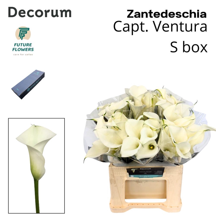 <h4>Zant Capt Ventura Small Box 40 Cm</h4>