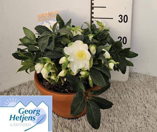 <h4>HELL NI HGC DIVA</h4>