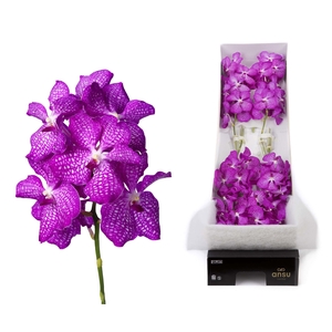 Vanda Pink Magic
